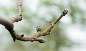 Walnuss in der Schale