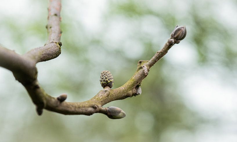 Walnut in shell by Rietje Bulthuis