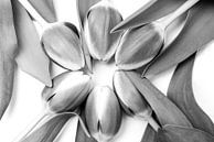Tulpen in een cirkel van Ratna Bosch thumbnail