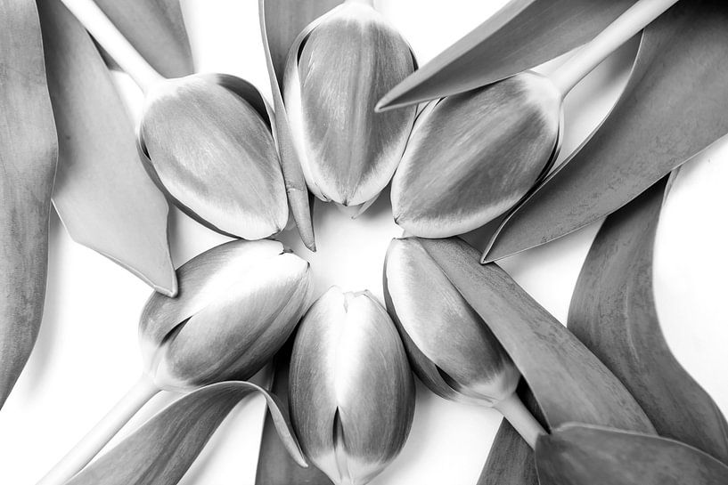 Tulpen in een cirkel van Ratna Bosch