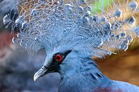 Crown Pigeon