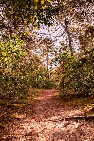 Autumn Trees 5 - Loonse en Drunense Duinen par Deborah de Meijer