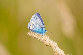 Icarus blue butterfly in zen