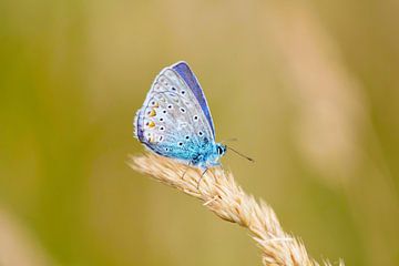 Ikarus-Bläuling in Zen von Ivonne Fuhren-van de Kerkhof