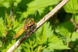 Beautiful Dragonfly in the Oostvaardersplassen by Merijn Loch