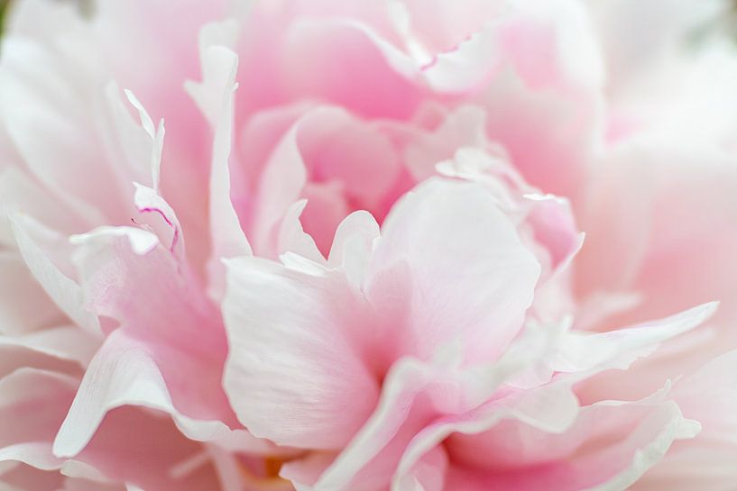 How beautiful those peonies are! by Monique van Helden