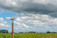 Uferschnepfe (limosa limosa) auf einer Wiese in Friesland