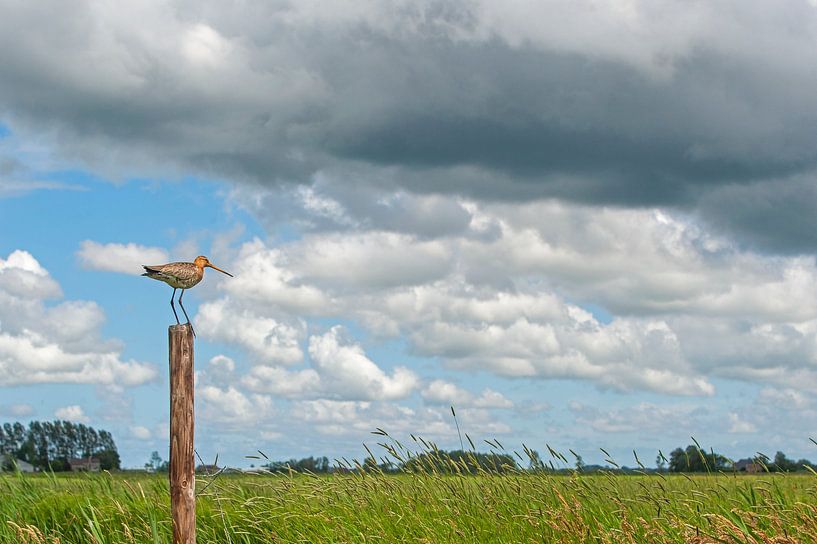 Uferschnepfe (limosa limosa) auf einer Wiese in Friesland von Marcel van Kammen