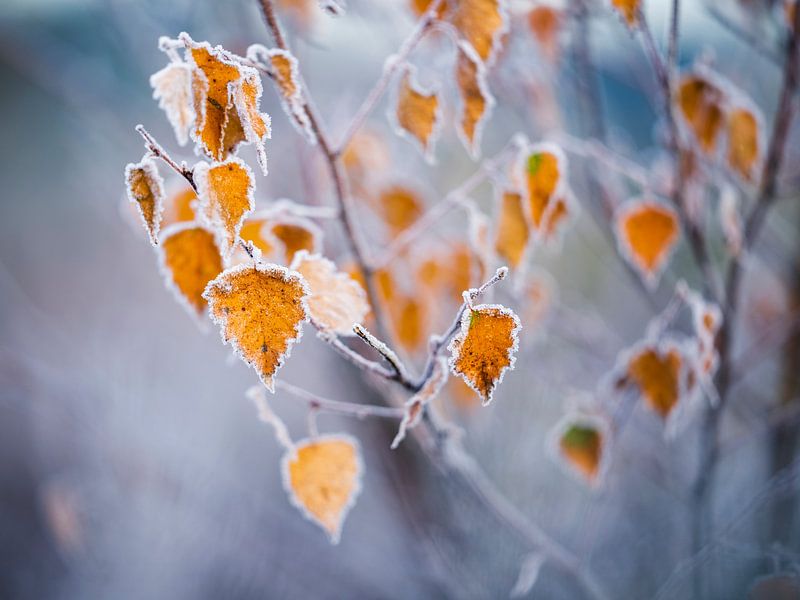 Autumn colours with a layer of ripeness by Rick Kloekke
