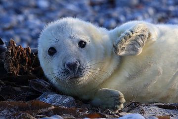 Grijze Zeehond Brul Helgoland Eiland Duitsland van Frank Fichtmüller