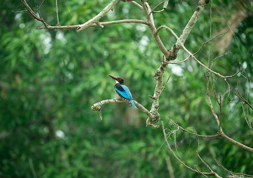 Smyrna kingfisher in Sri Lanka