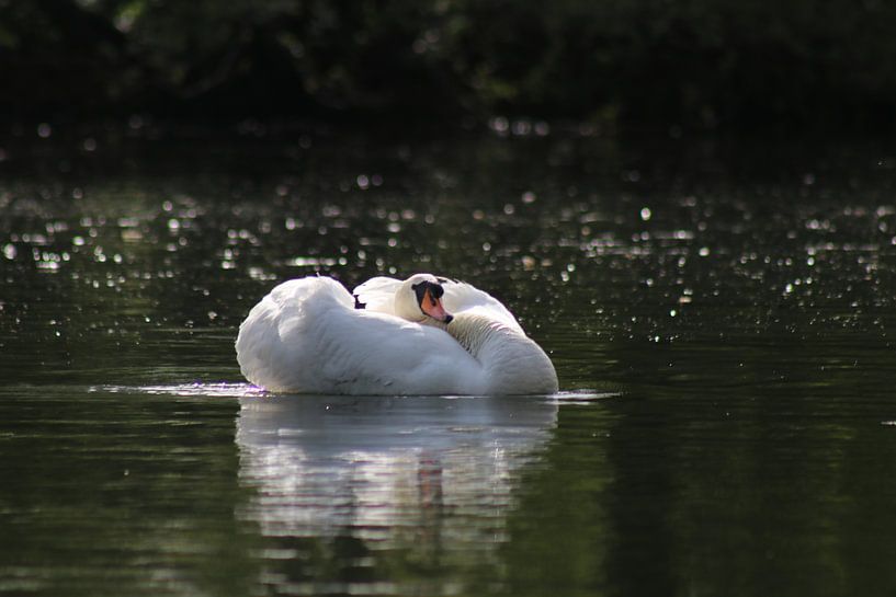 Höckerschwan von John Kerkhofs