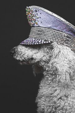 Poodle on board by Margriet Photo
