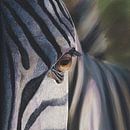 Zebra par Russell Hinckley Aperçu