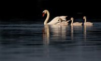 Swans with offspring