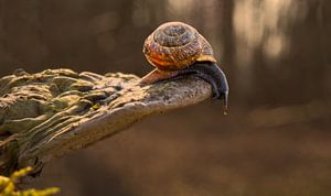 Le grand défi de l'escargot !