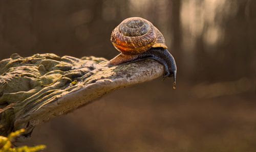 The big Challenge of the snale!