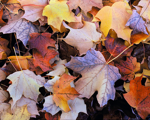 Herfst