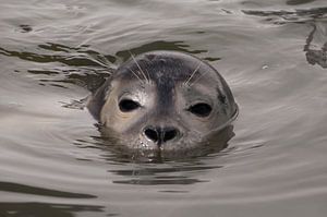 zeehond in water van Annelies Cranendonk