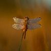 Dragonfly with dew by Tom Smit