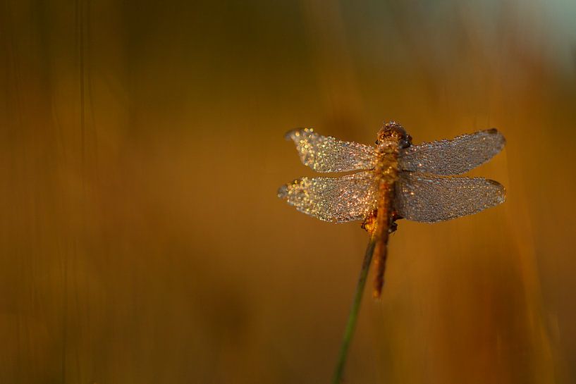 Dragonfly with dew by Tom Smit