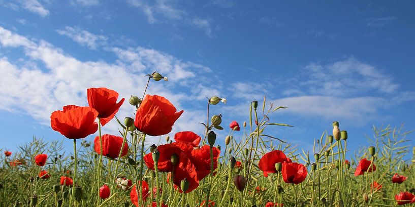 poppy by Ostsee Bilder