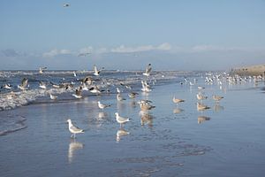 Mouettes sur la côte 