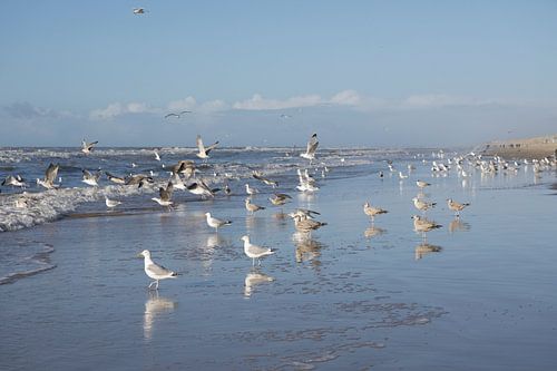 Gulls on the  coast