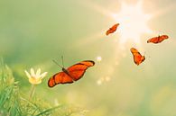 Die vier orangefarbenen Schmetterlinge von Martin Bergsma Miniaturansicht
