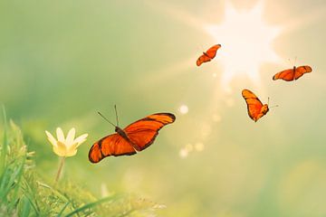 The Four orange Butterflies by Martin Bergsma