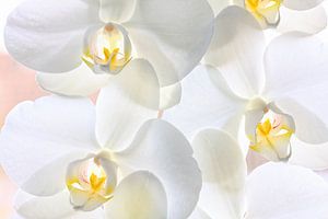 White yellow orchids blossom von Jan Brons