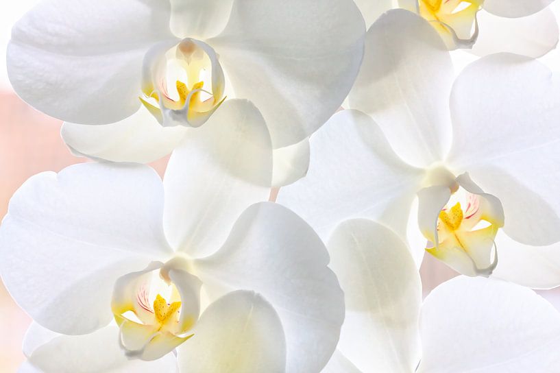 Witte gele orchideeën in bloei von Jan Brons