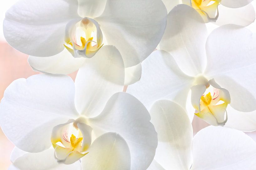 Witte gele orchideeën in bloei van Jan Brons