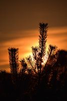 Sunset on the Posbank