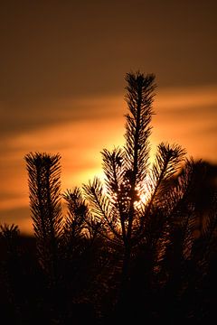 Zonsondergang op de Posbank van Karin van der veen