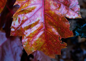 Een rood herfstblad van Anges van der Logt