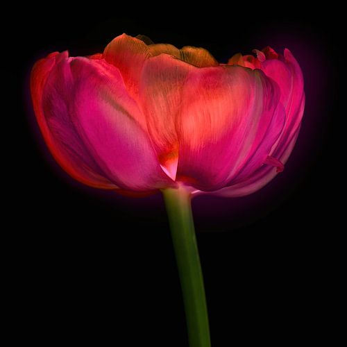 Tulip rose red by Klaartje Majoor