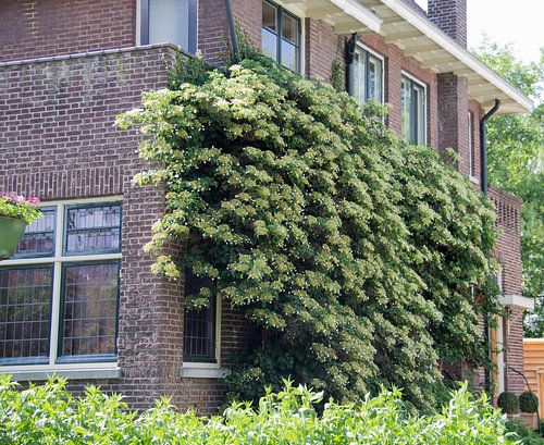 Climbing hydrangea