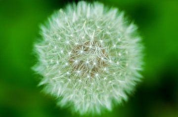 Dandelion dream van Frank Kuschmierz