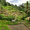 Rijstveld Gianyar-Kedisah Bali van Raymond Wijngaard