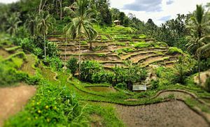 Reisfeld Gianyar-Kedisah Bali