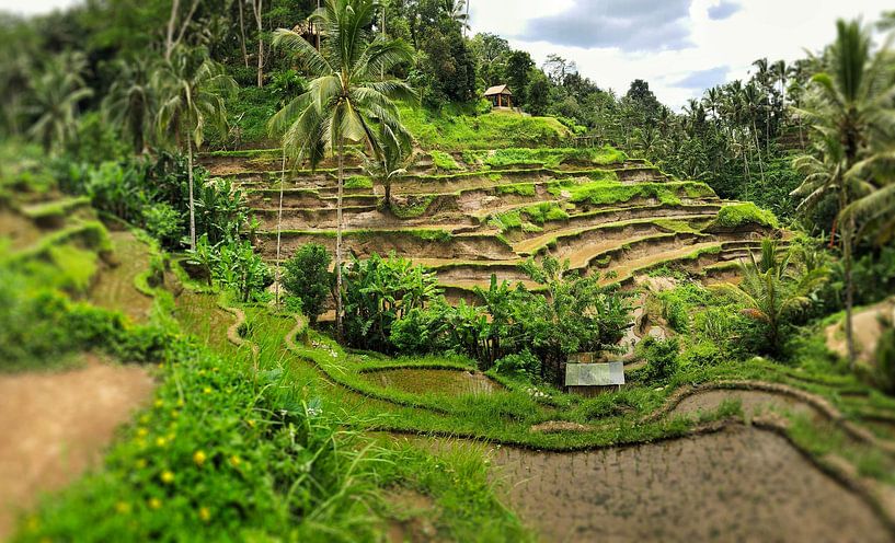 Reisfeld Gianyar-Kedisah Bali von Raymond Wijngaard