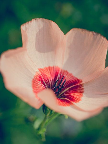 Gros plan sur la fleur rose / orange par Art By Dominic