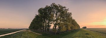 Panorama compositie met bomen in de Carel Coenraadpolder van Henk Meijer Photography