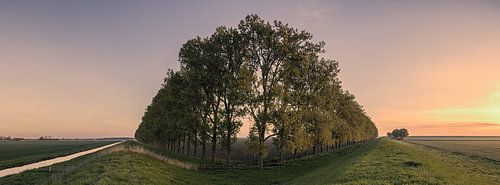 Panorama composition with trees in the Carel Coenraadpolder