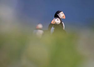 Papageientaucher