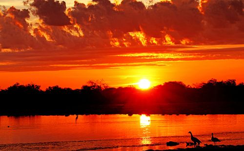 sunrise with nile geese at Etosha National park, Namibia by WiWo
