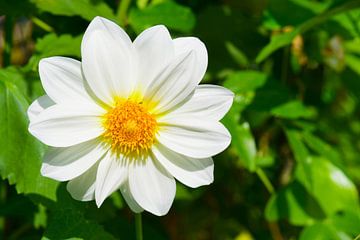 Weiße Dahlie mit gelbem Herz von Ivonne Fuhren-van de Kerkhof