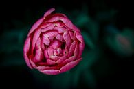 Roze bloem van shanine Roosingh thumbnail