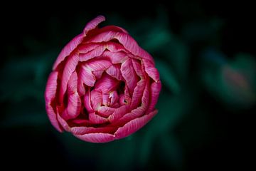 Pink Flower by shanine Roosingh
